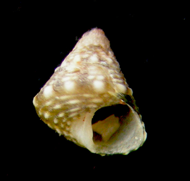 jujubinus gravinae